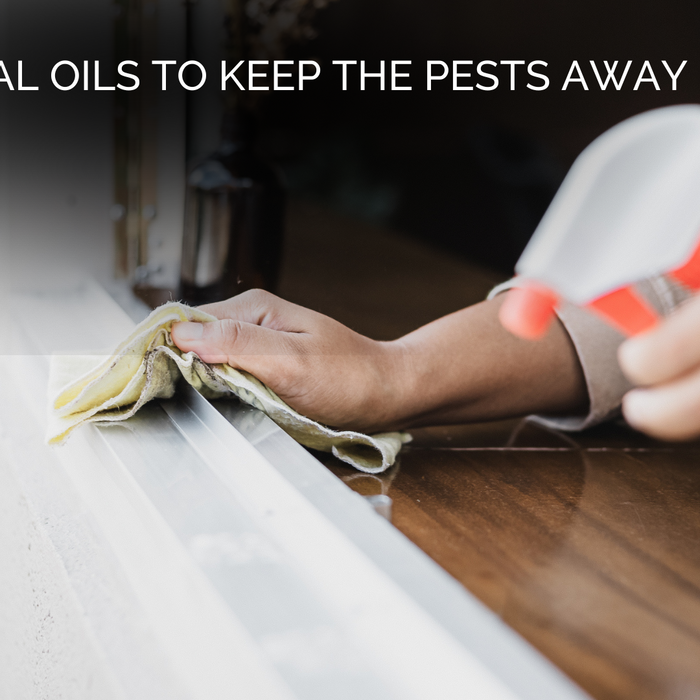 4 Essential Oils To Keep Bugs & Pests Away